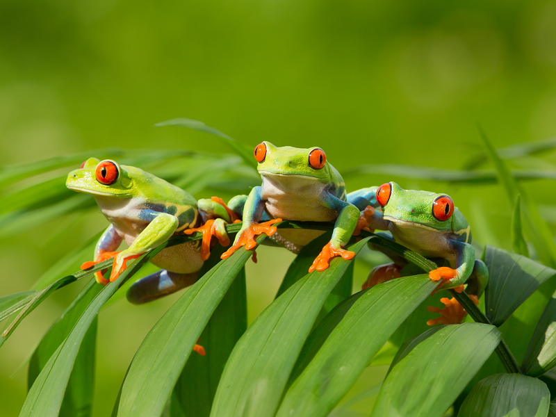Costa Rica