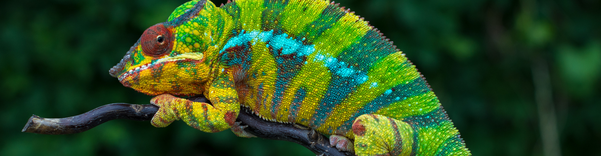 Madagascar
